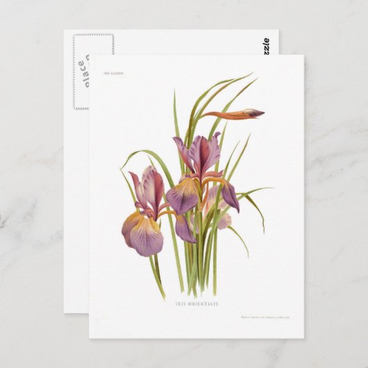Iris orientalis postkarte (Vorne/Hinten)
