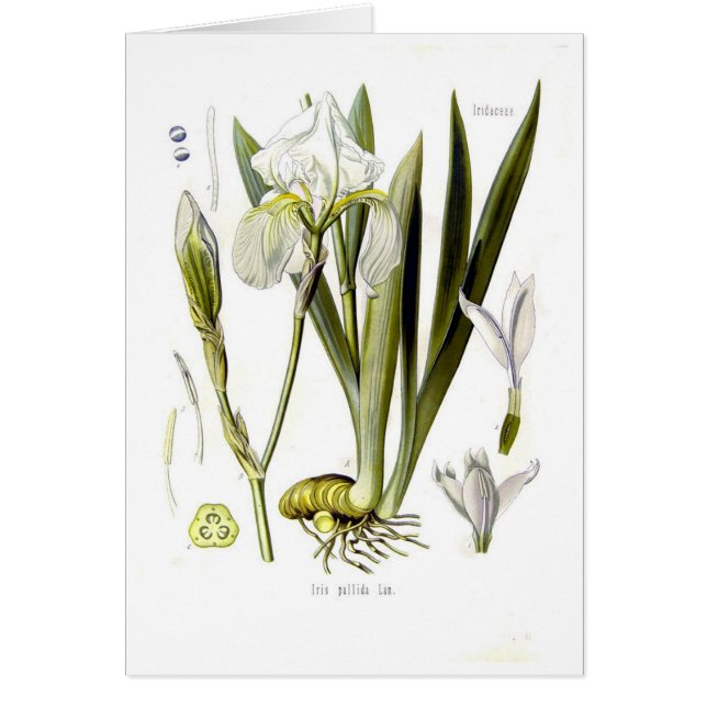 Iris pallida (Vorne)