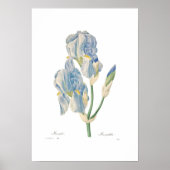 Iris Pallida Poster (Vorne)
