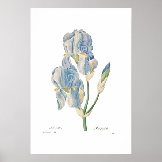 Iris Pallida Poster (Vorne)