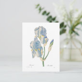 Iris Pallida Postkarte (Stehend Vorderseite)