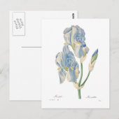 Iris Pallida Postkarte (Vorne/Hinten)