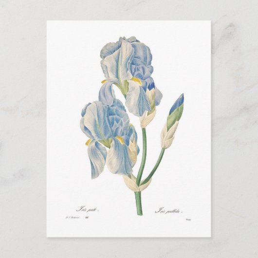 Iris Pallida Postkarte (Vorderseite)