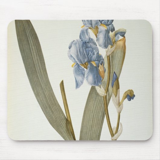 Iris Pallida, von "Les Liliacees", 1812 Mousepad (Vorne)