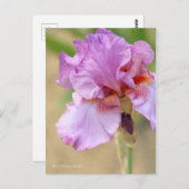 Iris "Persian Berry" [Postcard] ポ ス ト  ド Postkarte (Vorne/Hinten)