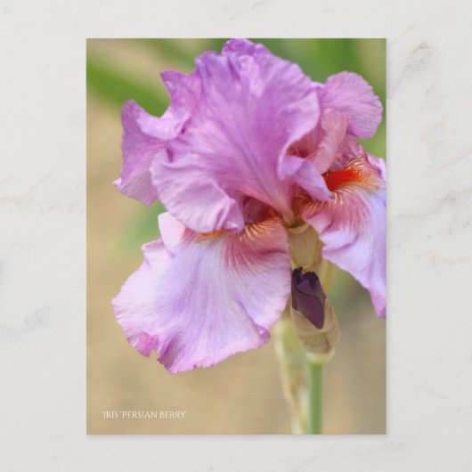 Iris "Persian Berry" [Postcard] ポ ス ト  ド Postkarte (Vorderseite)