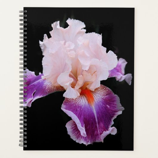 Iris Planer (Vorderseite)