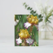Iris "Point Made" [Postkarte] ポ ス ト ド Postkarte (Stehend Vorderseite)