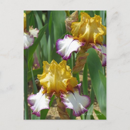 Iris "Point Made" [Postkarte] ポ ス ト ド Postkarte (Vorderseite)