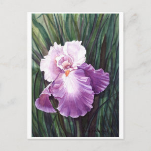 Iris Postcard Postkarte