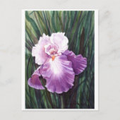 Iris Postcard Postkarte (Vorderseite)