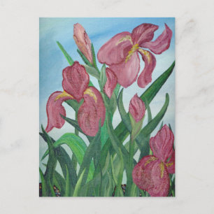 Iris Postcard Postkarte