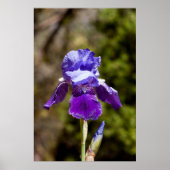 Iris Poster (Vorne)
