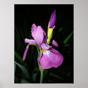 IRIS POSTER