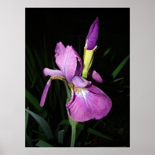 IRIS POSTER (Vorne)
