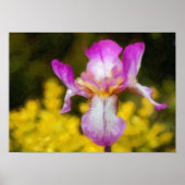 Iris Poster (Vorne)
