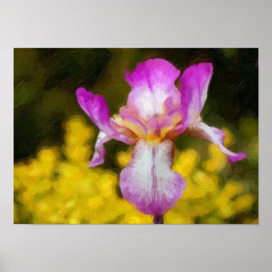 Iris Poster (Vorne)