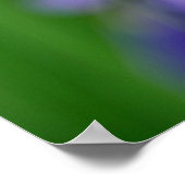 Iris Poster (Ecke)