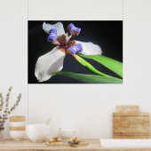 Iris Poster (Küche)