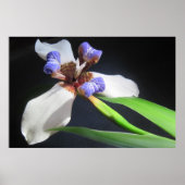 Iris Poster (Vorne)