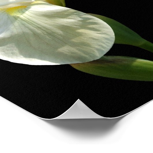 Iris Poster (Ecke)