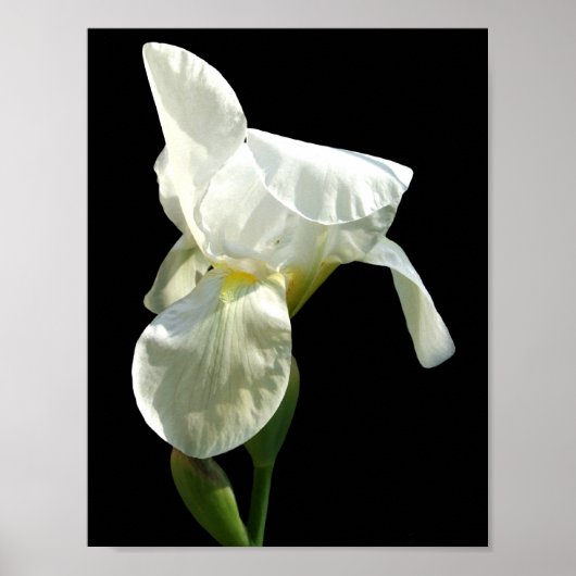 Iris Poster (Vorne)