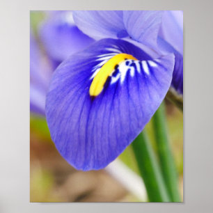 Iris Poster