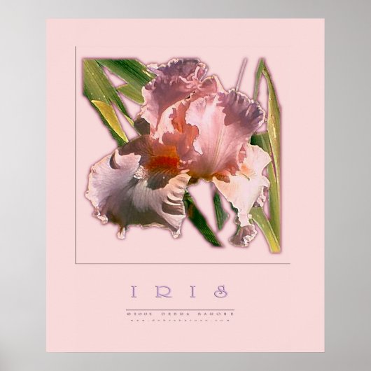 IRIS POSTER (Vorne)