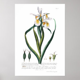 Iris Poster