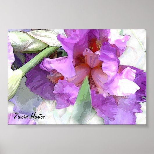 Iris Poster (Vorne)