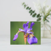 Iris Postkarte (Stehend Vorderseite)