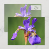 Iris Postkarte (Vorne/Hinten)