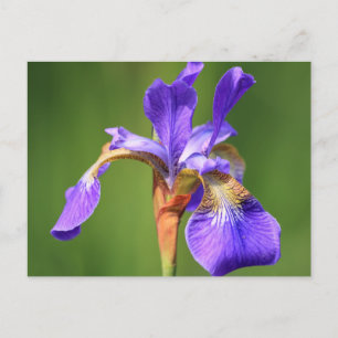 Iris Postkarte