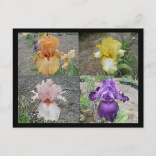 Iris Postkarte