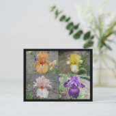 Iris Postkarte (Stehend Vorderseite)