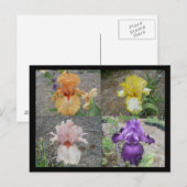 Iris Postkarte (Vorne/Hinten)