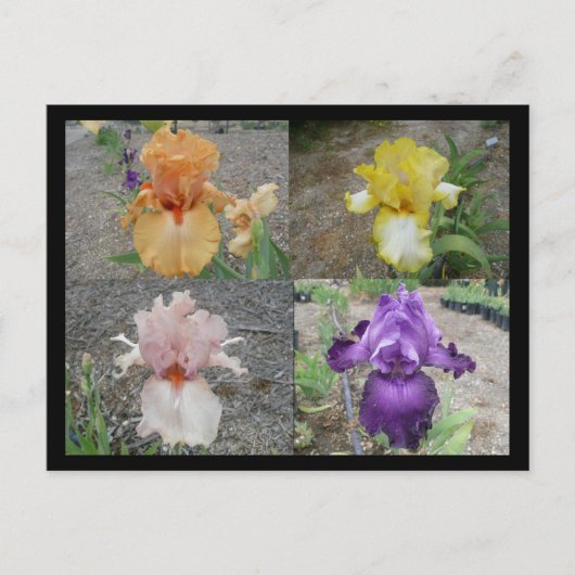Iris Postkarte (Vorderseite)