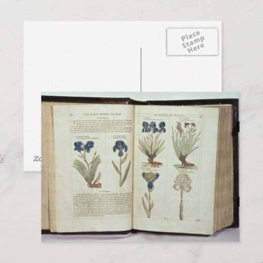 Iris Postkarte (Vorne/Hinten)