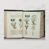 Iris Postkarte (Vorderseite)