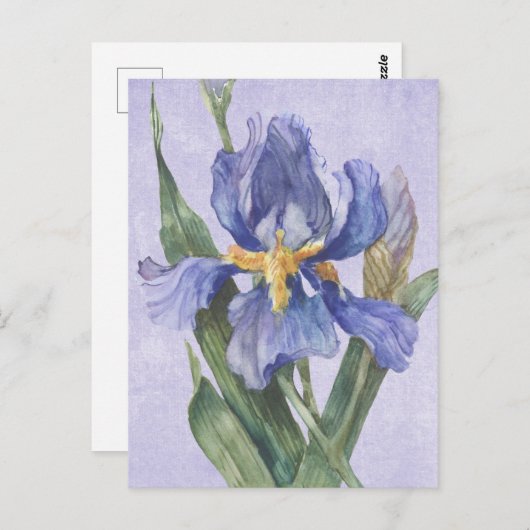Iris Postkarte (Vorne/Hinten)