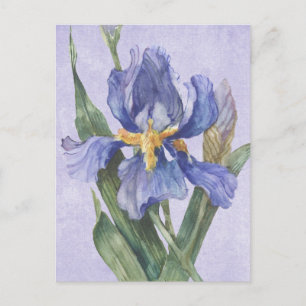 Iris Postkarte