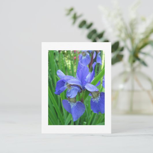 Iris Postkarte (Stehend Vorderseite)