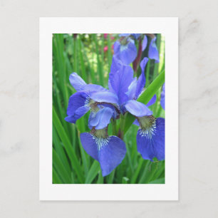 Iris Postkarte