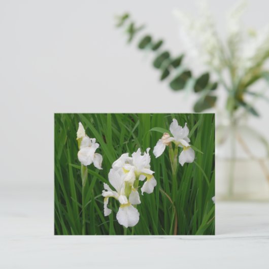 Iris Postkarte (Stehend Vorderseite)