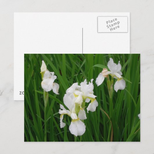 Iris Postkarte (Vorne/Hinten)