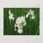 Iris Postkarte (Vorderseite)