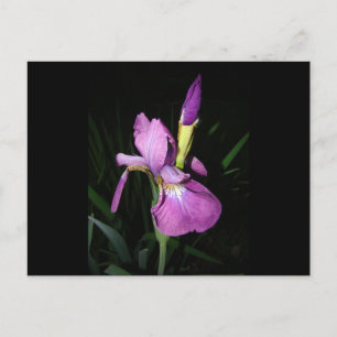 IRIS POSTKARTE