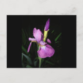 IRIS POSTKARTE (Vorderseite)