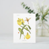 Iris pseudacorus postkarte (Stehend Vorderseite)