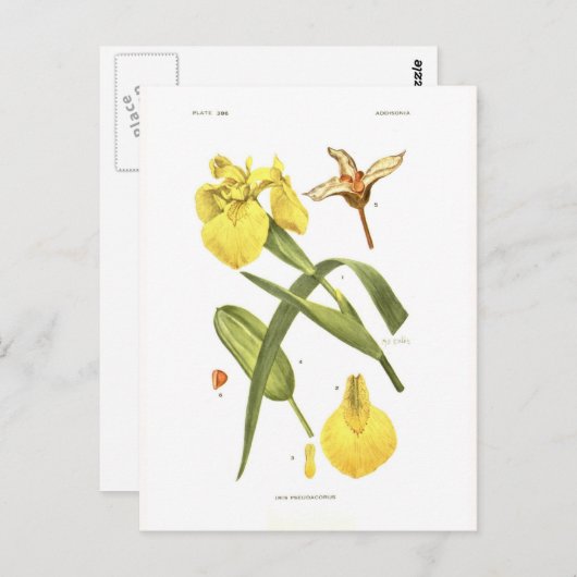 Iris pseudacorus postkarte (Vorne/Hinten)